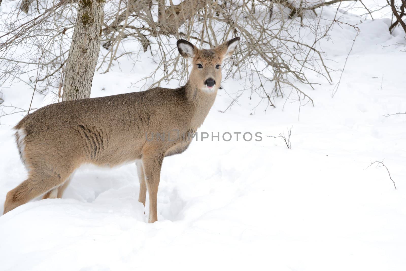 Whitetail Deer Doe by brm1949