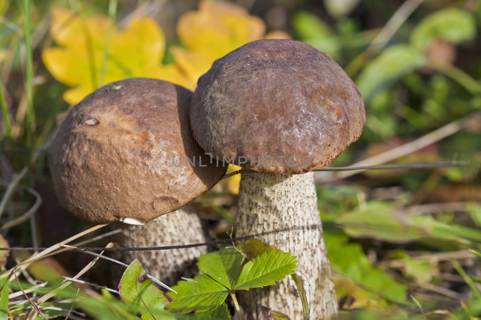 two mushroom caps with brown grass in the autumn