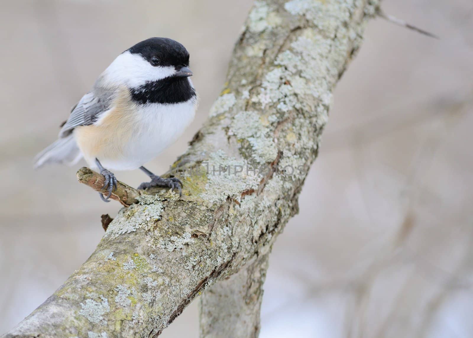 A black-capped chickadee perched on a tree branch.