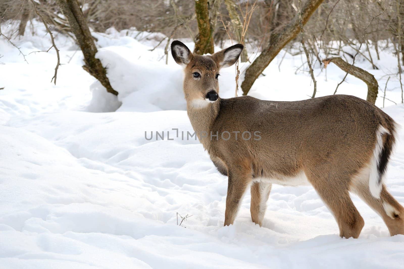 Whitetail deer doe standing in the woods in winter snow.