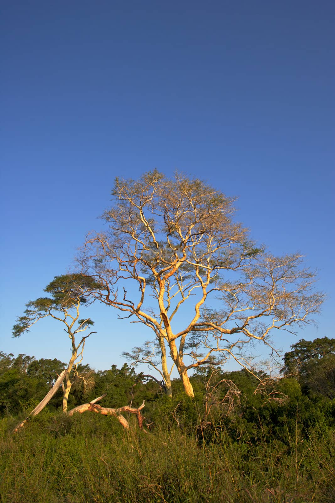 Fever trees (Acacia xanthophloea) growing near Nsumo Pan in Mkhuze Game Reserve, South Africa.