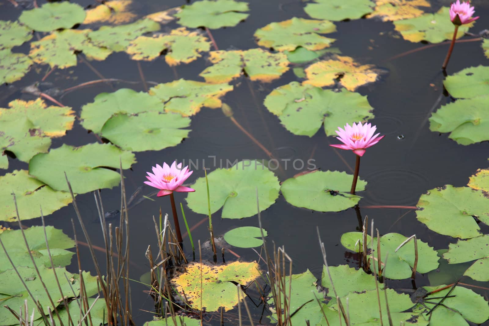 Water lilly garden with pink flowers in bloom.