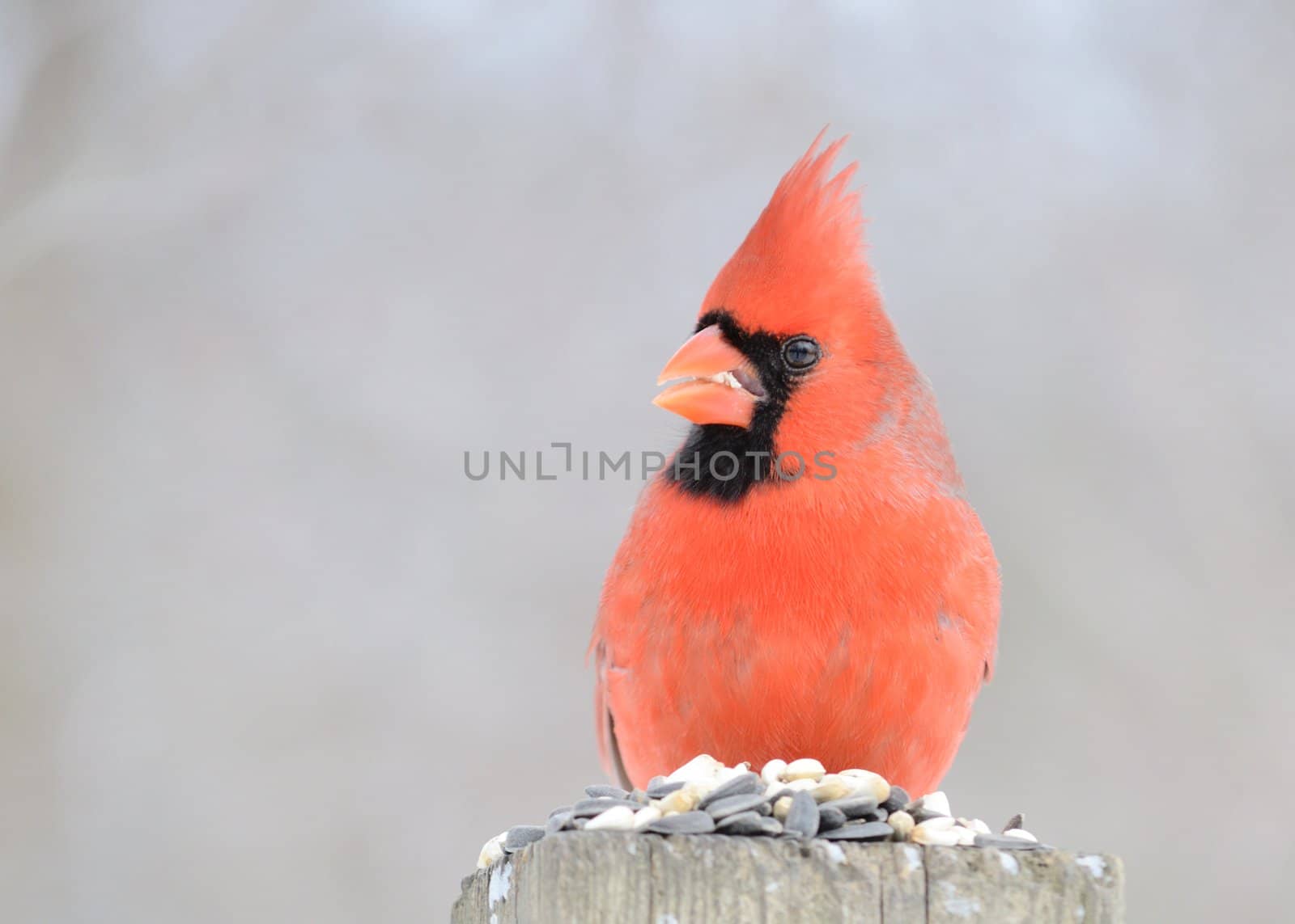 A male cardinal perched on a post.