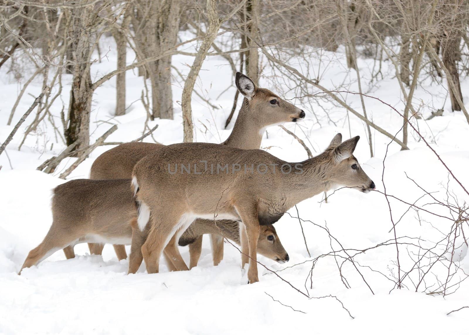 Whitetail deer doe standing in winter snow with two yearlings.
