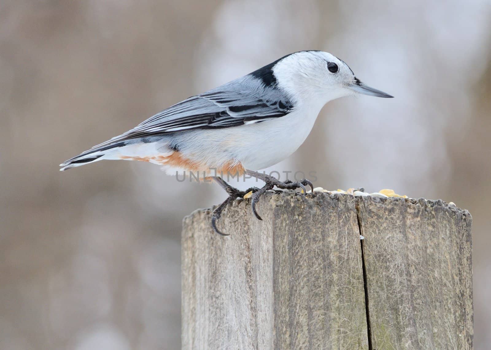 A nuthatch perched on a wooden post.