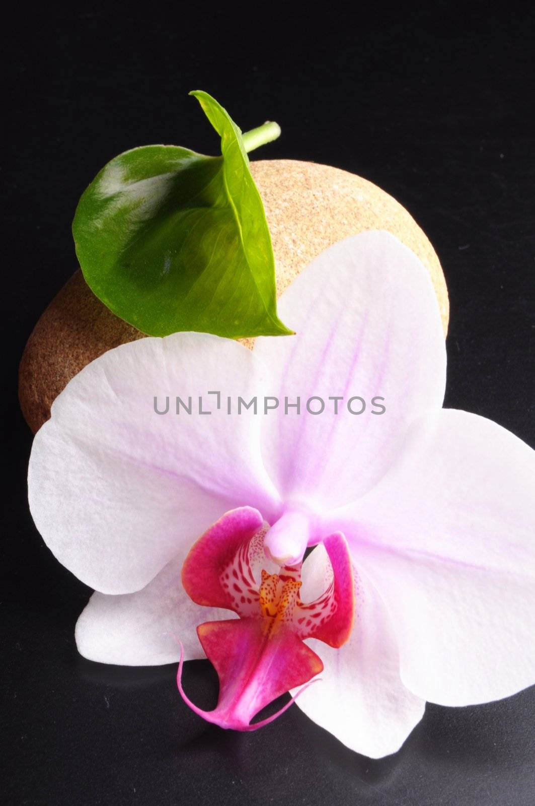 spa or zen concept with stones showing healthy lifestyle or nature