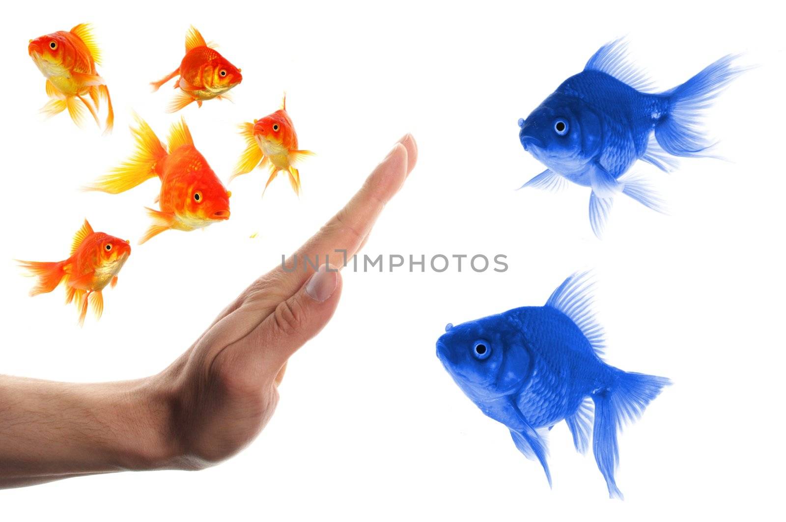 discriminating outsider racism or intolerance concept with goldfish and hand