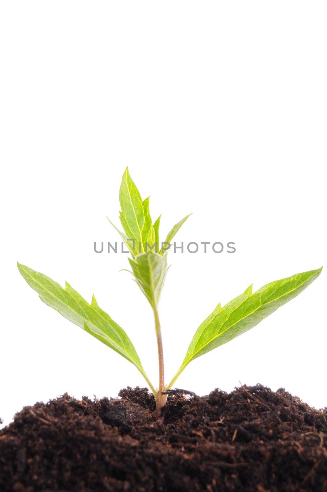 business growth concept with ypoung plant and soil on white background