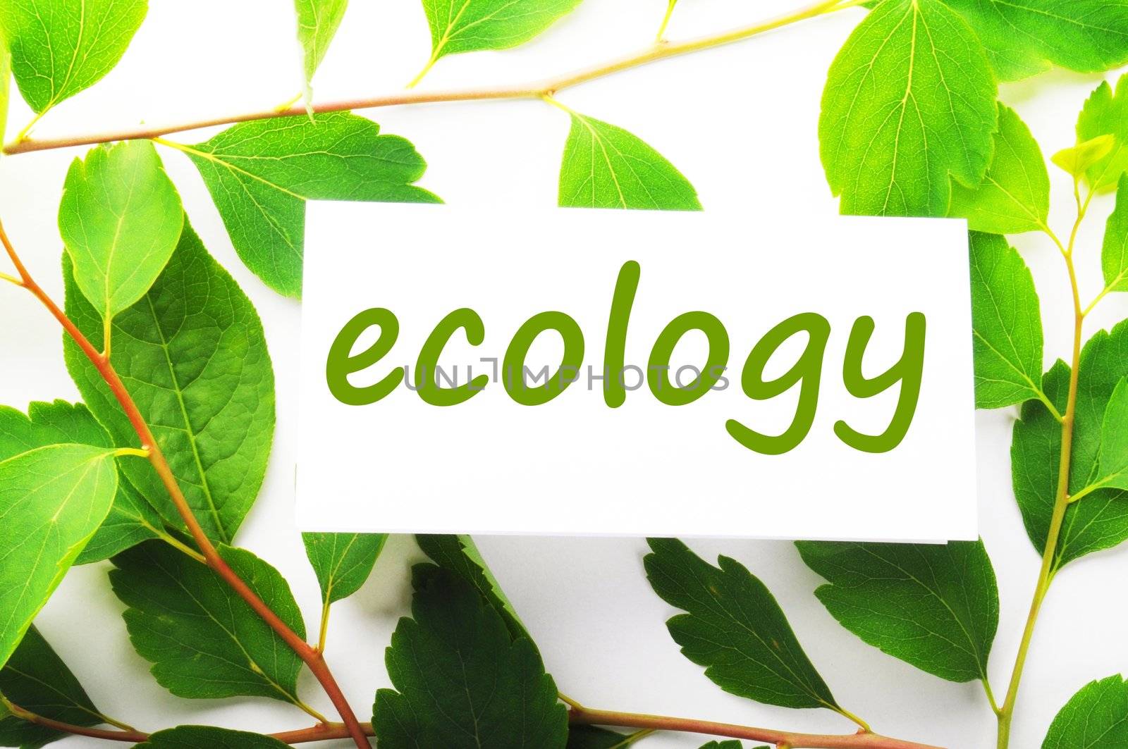 ecology concept with word on nature still life
