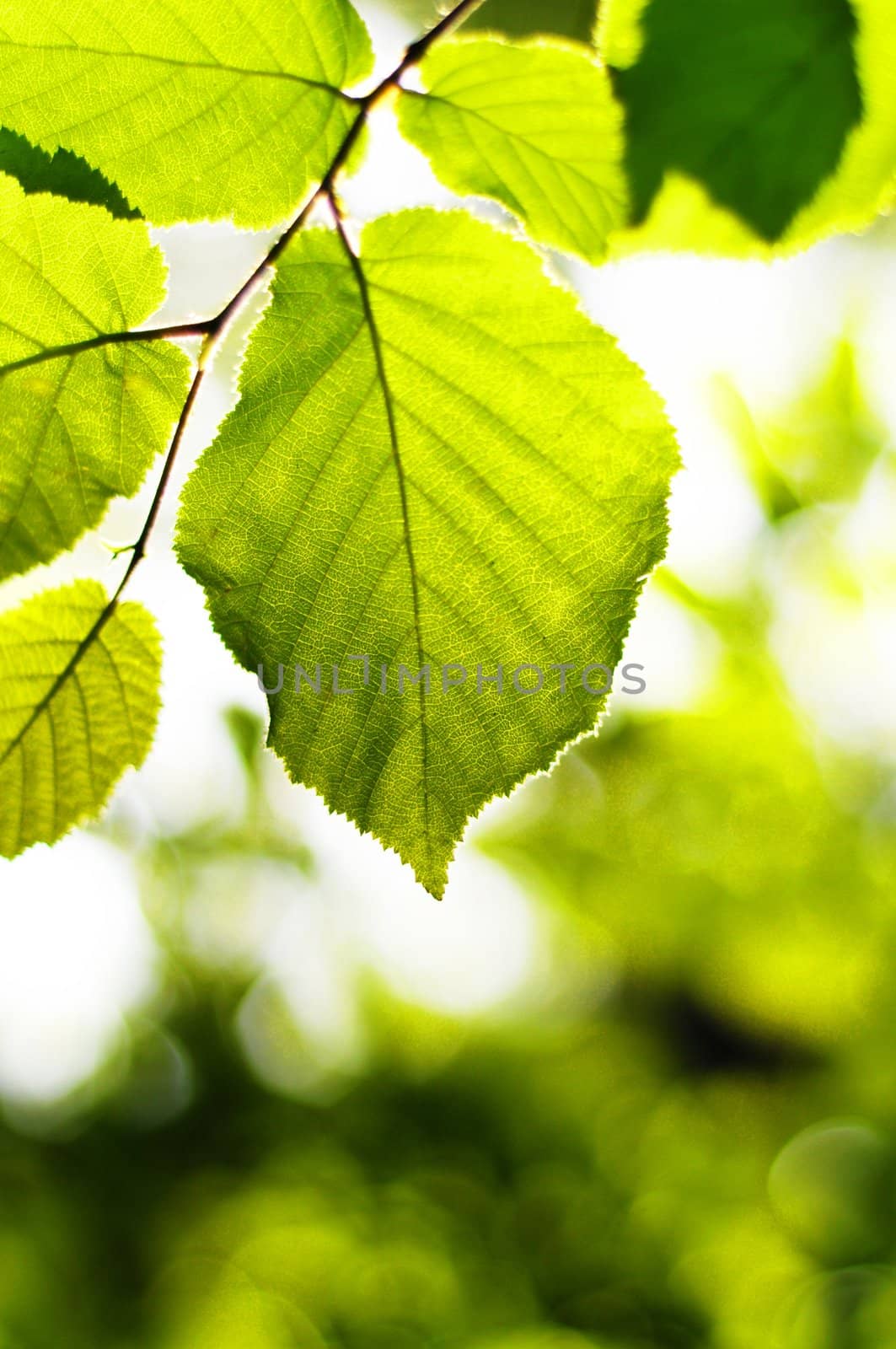 beautyful nature scene with leaves and copyspace in summer