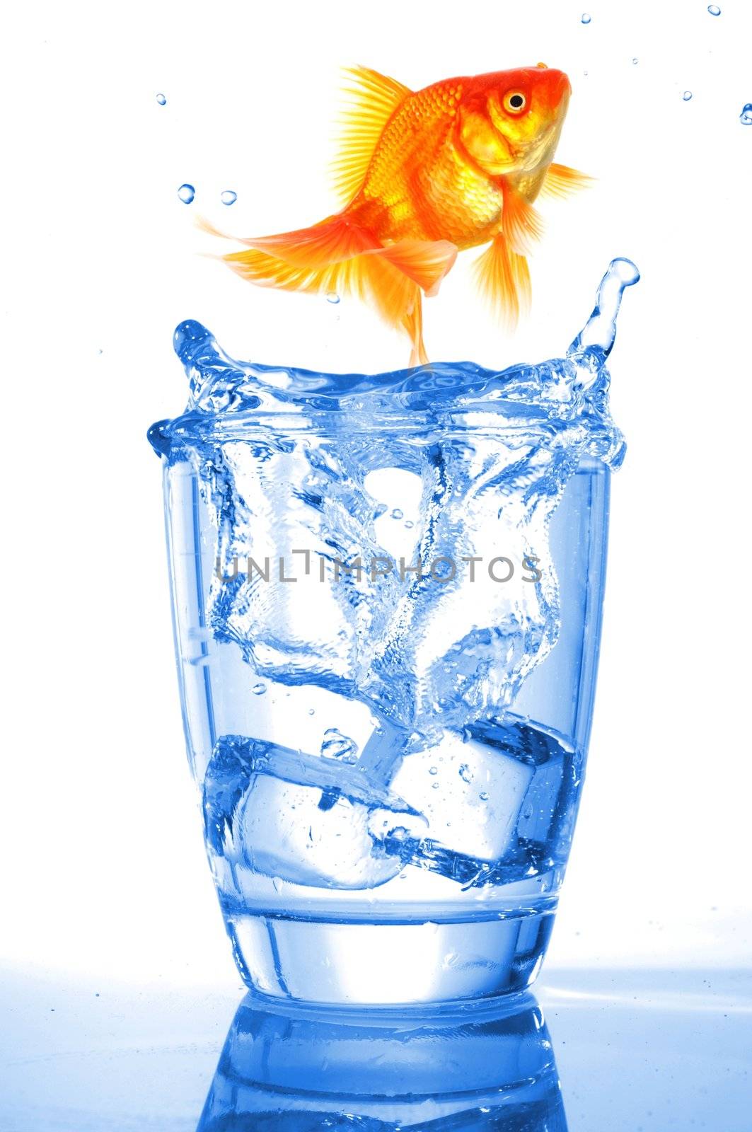 goldfish in drink glass showing jail prison free or freedom concept