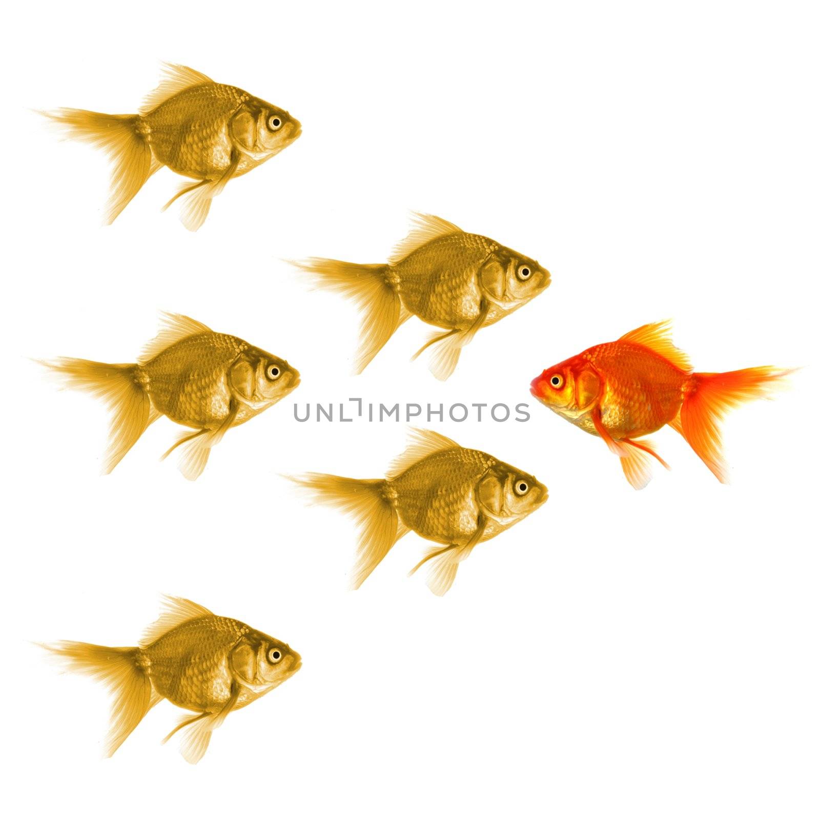 goldfish showing discrimination success individuality leadership or motivation concept