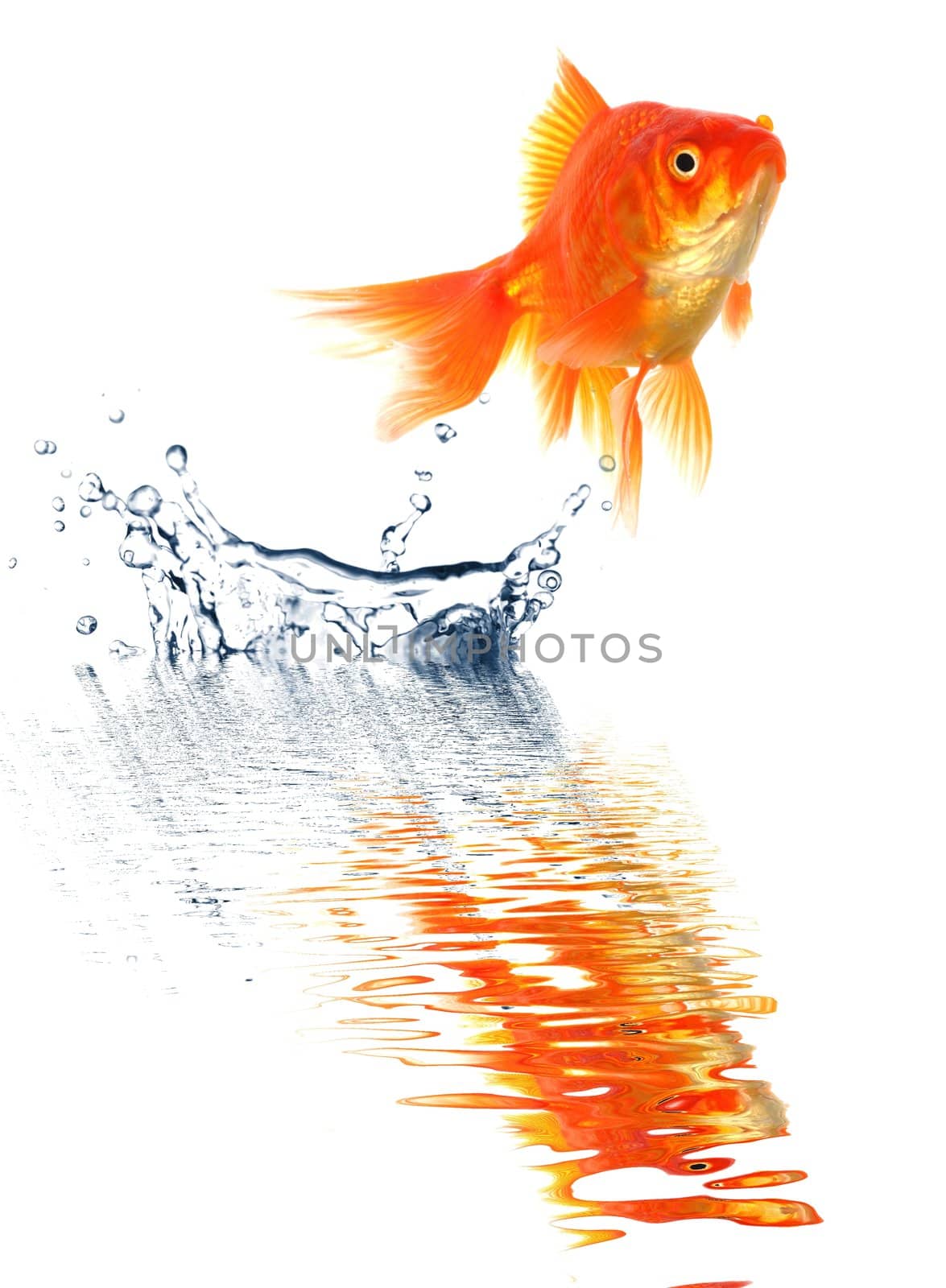 goldfish by gunnar3000