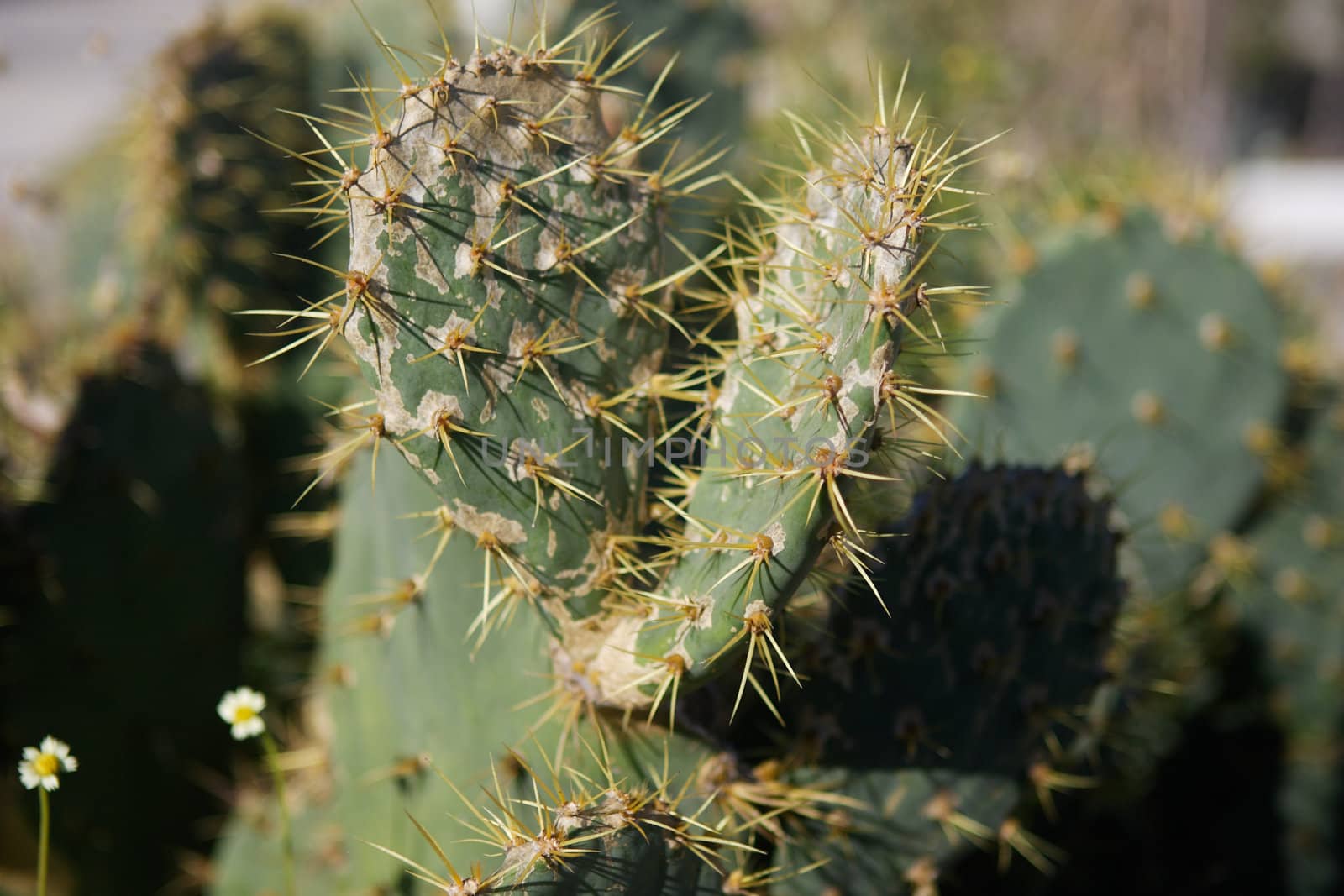 cactus on an sunny day in South Florida