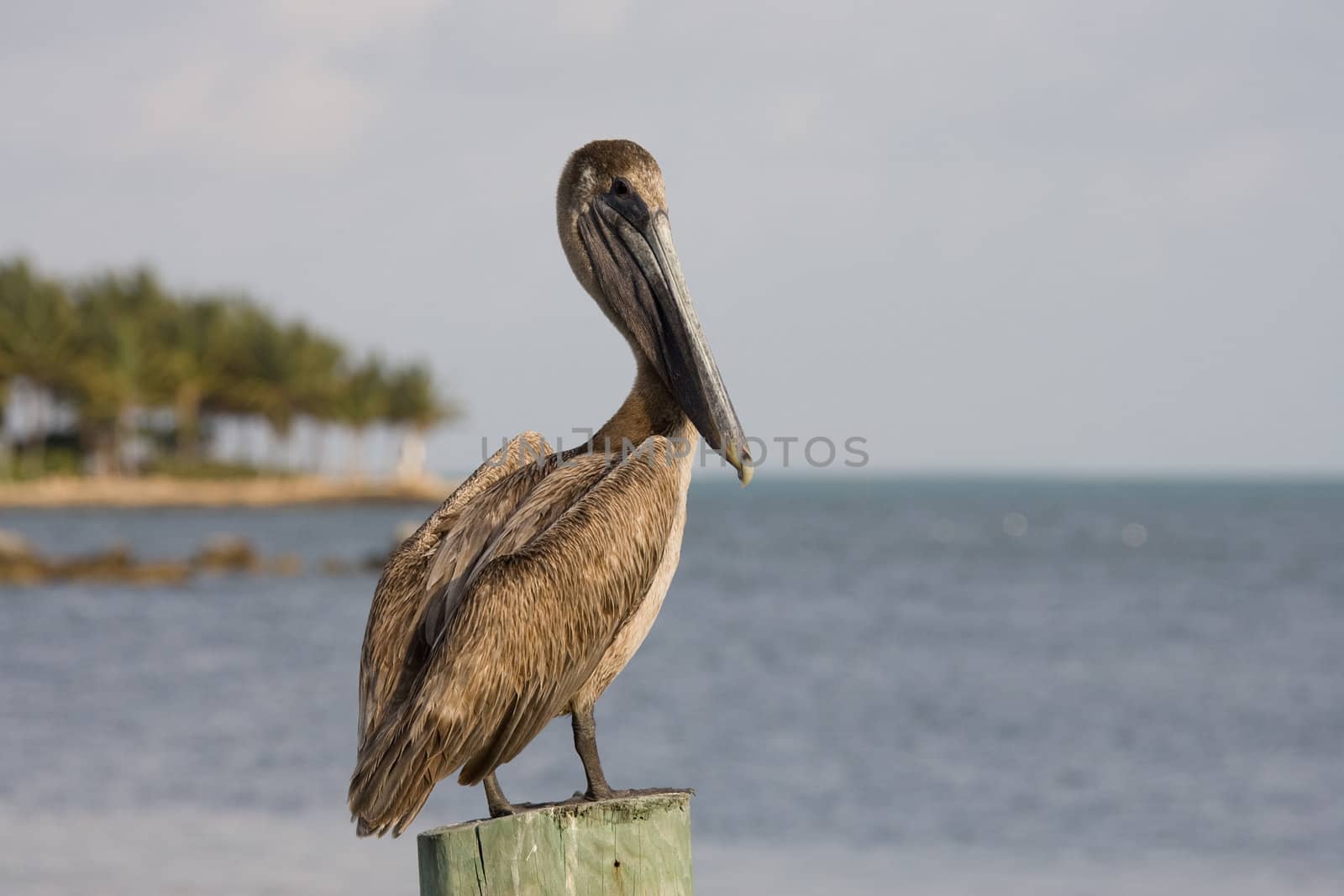 Pelican on a post in a pier at Key West, Florida