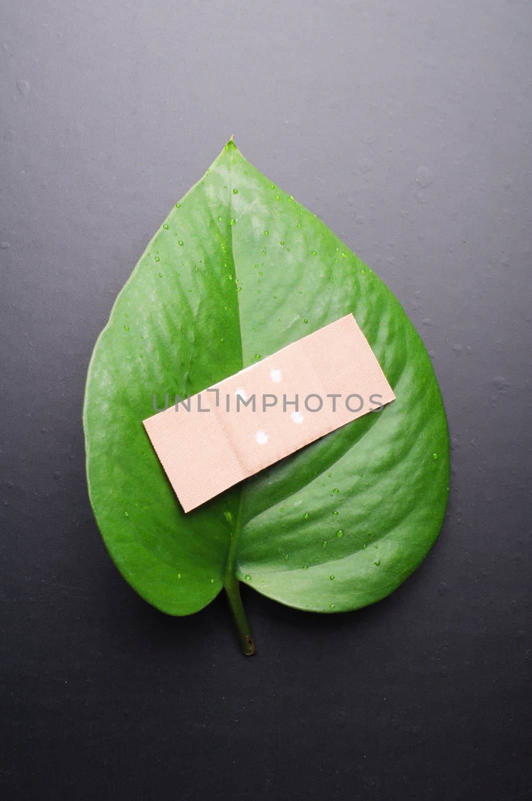 eco ecology or nature protection concept with leaf and band aid on black