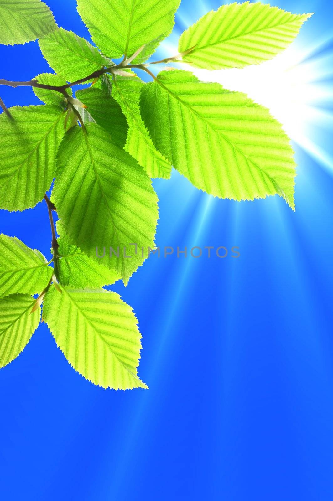 green summer leaves and copyspace showing nature concept