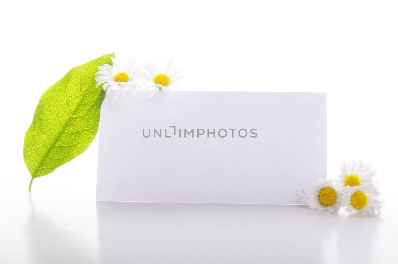 empty sheet of paper and green leaf for note