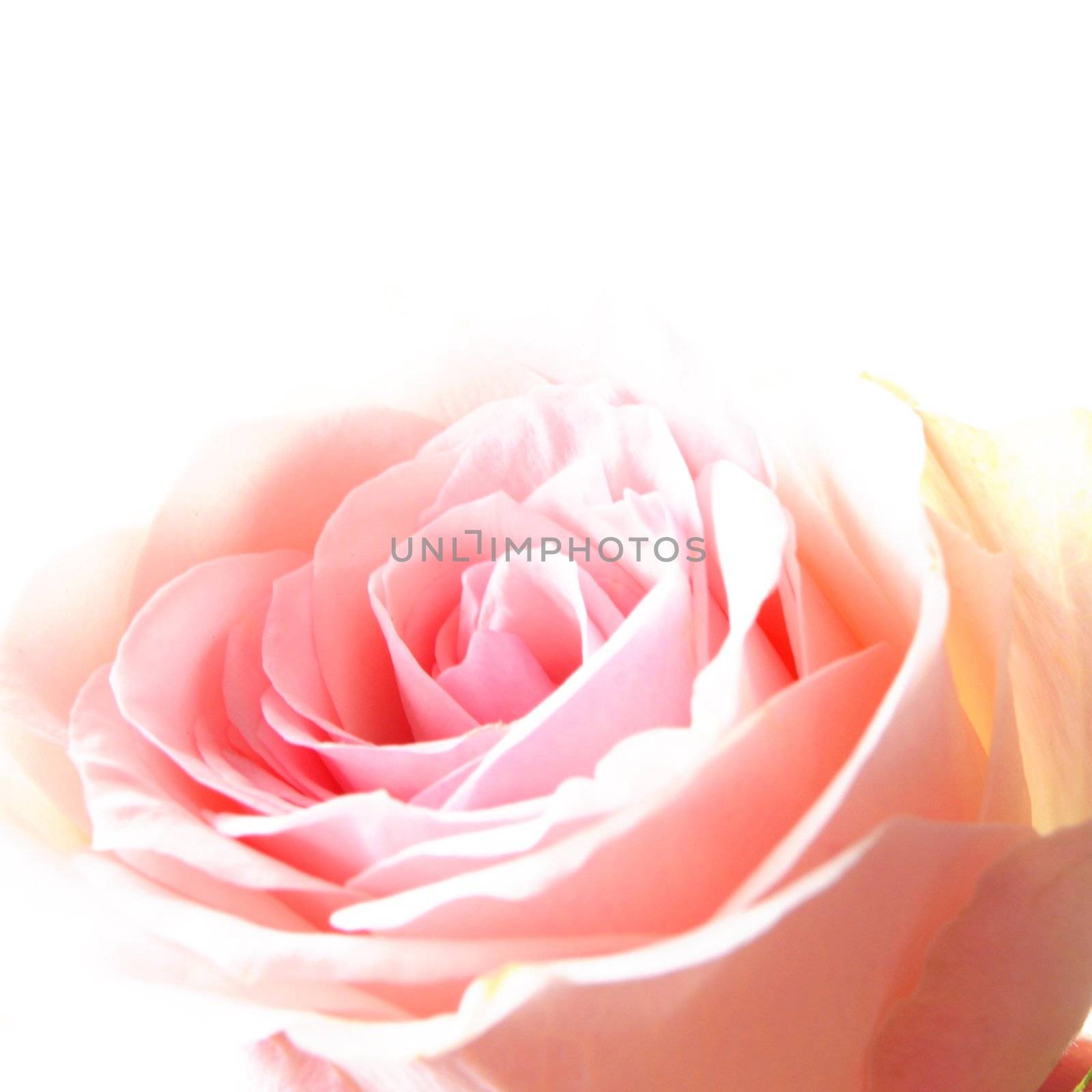 flowers of pink roses on white background