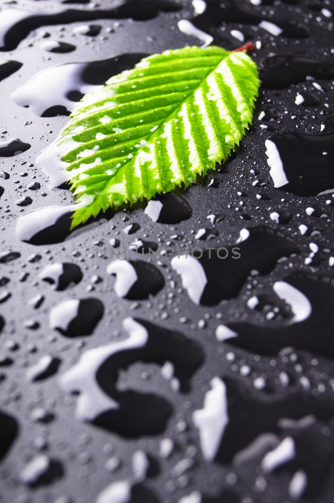 leaf and black background with rain water drops and copyspace