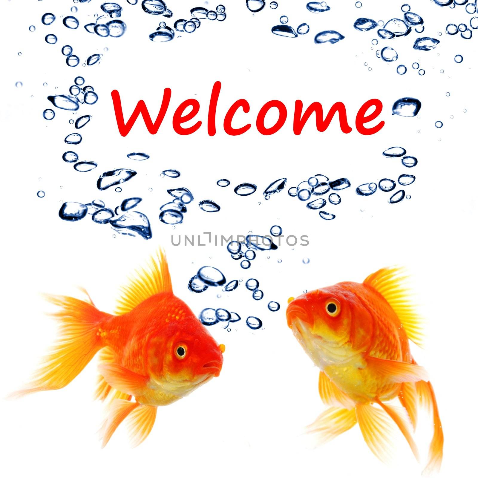 welcome concept with word and goldfish on white