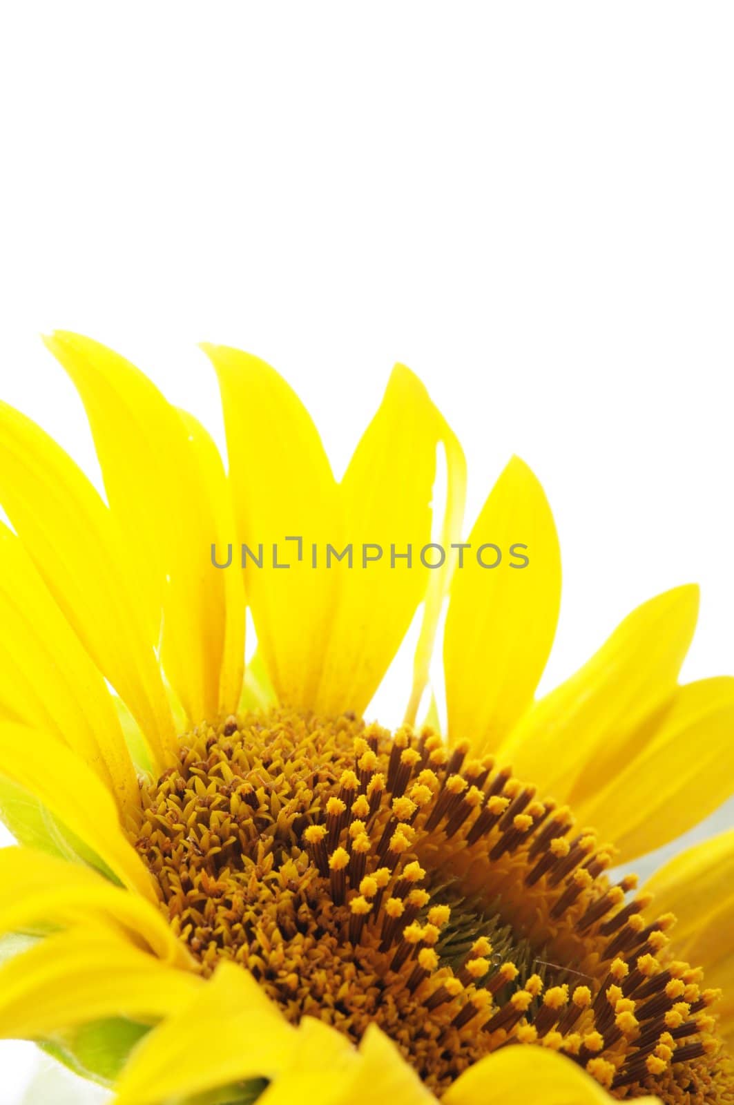 sunflower by gunnar3000