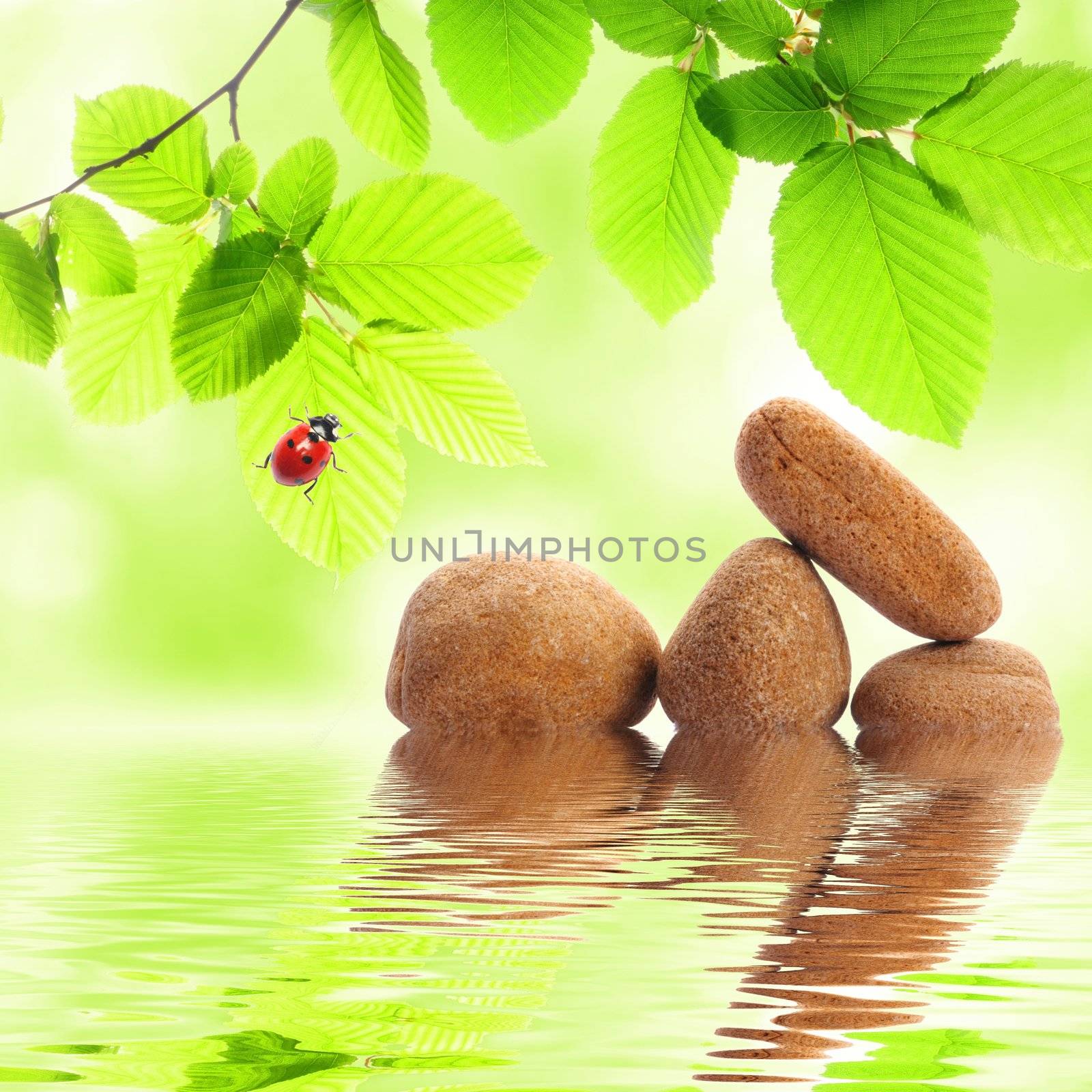 zen stones and green summer leaves with water reflection