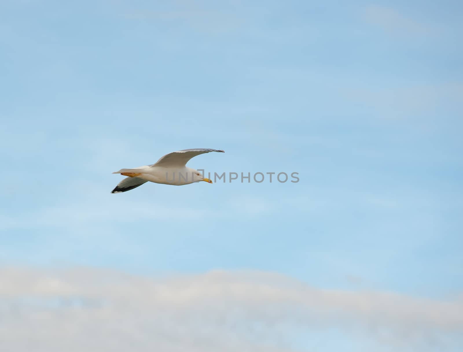 Seagull  at flight against a warm sunny sky