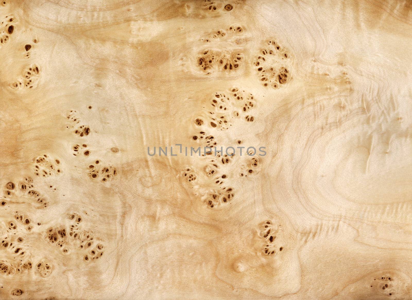 Wood, veneer of tree, natural finishing material, veneer sheet of a root of a poplar