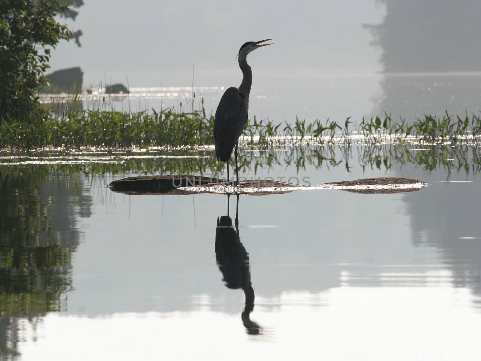Silhouette of Great Blue Heron with Reflection on a misty morning in Haliburton, Ontario
