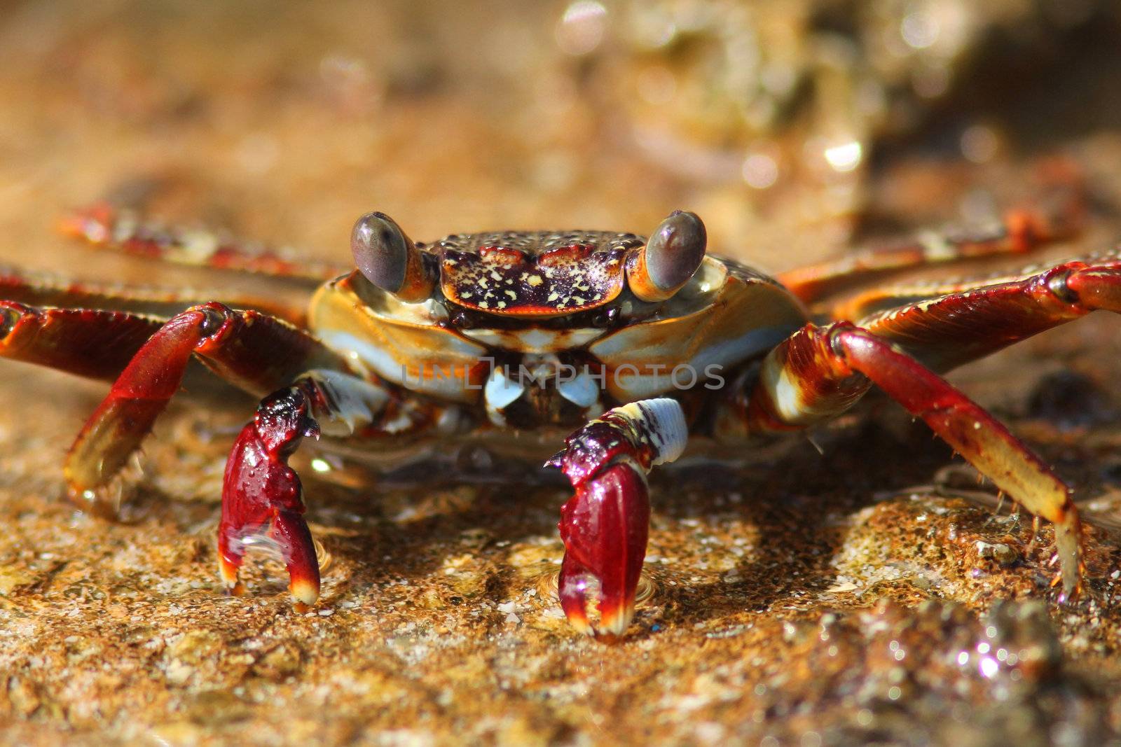 Macro shot of Red Rock Crab (Grapsus grapsus) drinking from a puddle in Bonaire, Netherlands Antilles