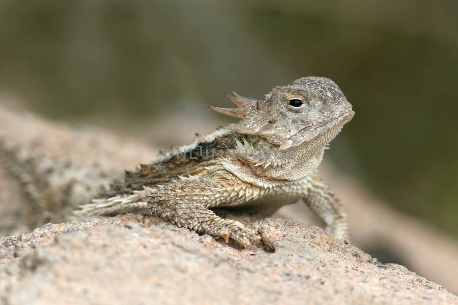 Desert Horned Lizard (Phrynosoma platyrhinos) - Sonoran Desert by gonepaddling
