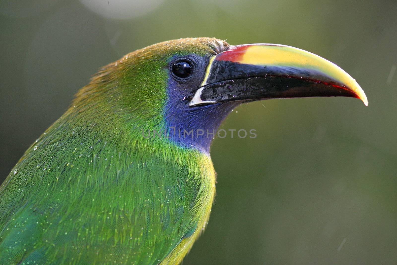 Emerald toucanet (Aulacorhynchus prasinus) - Monteverde Cloud Forest, Costa Rica by gonepaddling