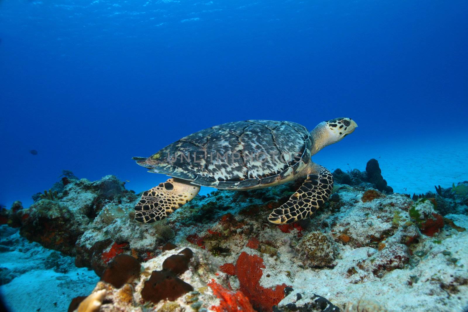 Hawksbill Turtle (Eretmochelys imbricata) swimming over a coral reef - Cozumel, Mexico