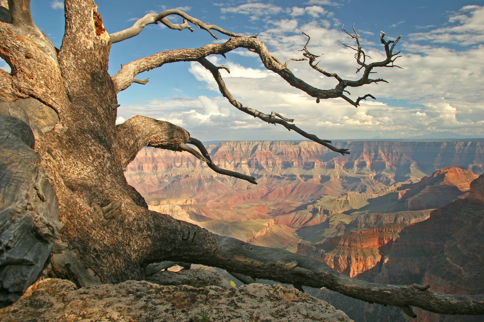 Gnarled Pine - North Rim of Grand Canyon by gonepaddling