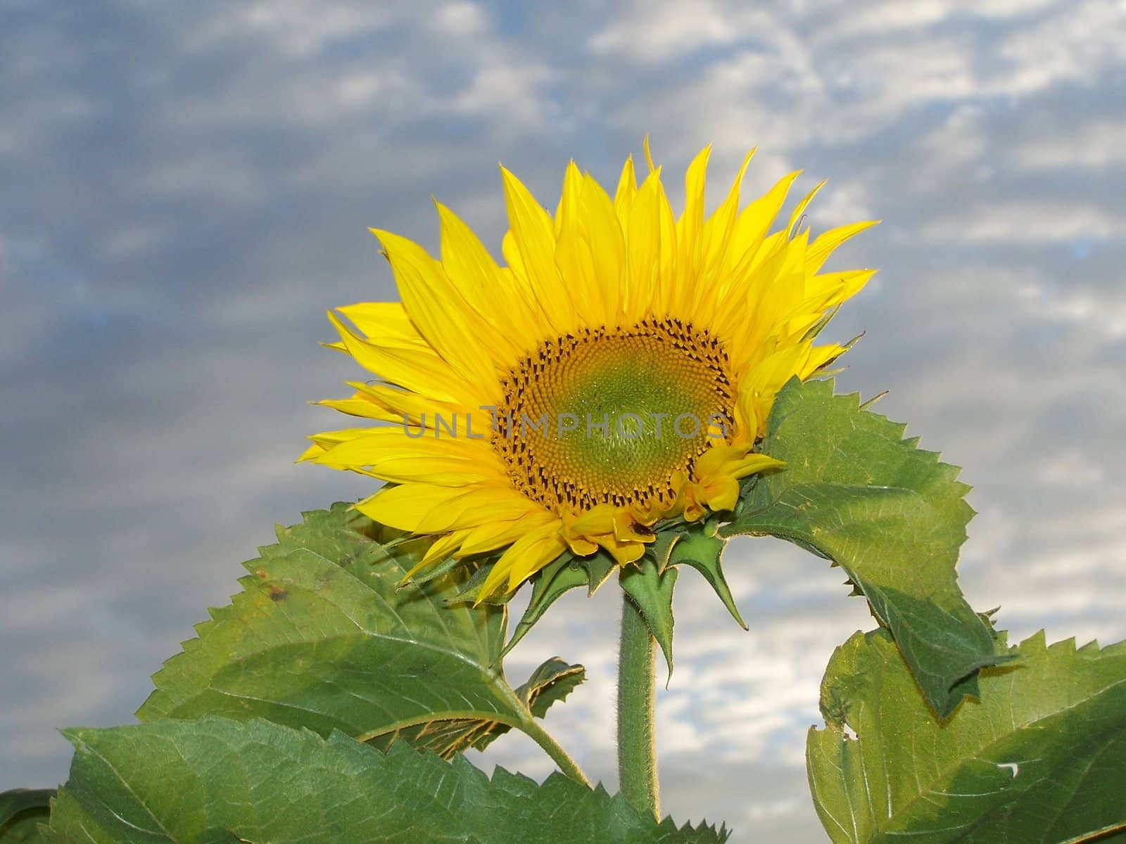 sunflower by alexwhite