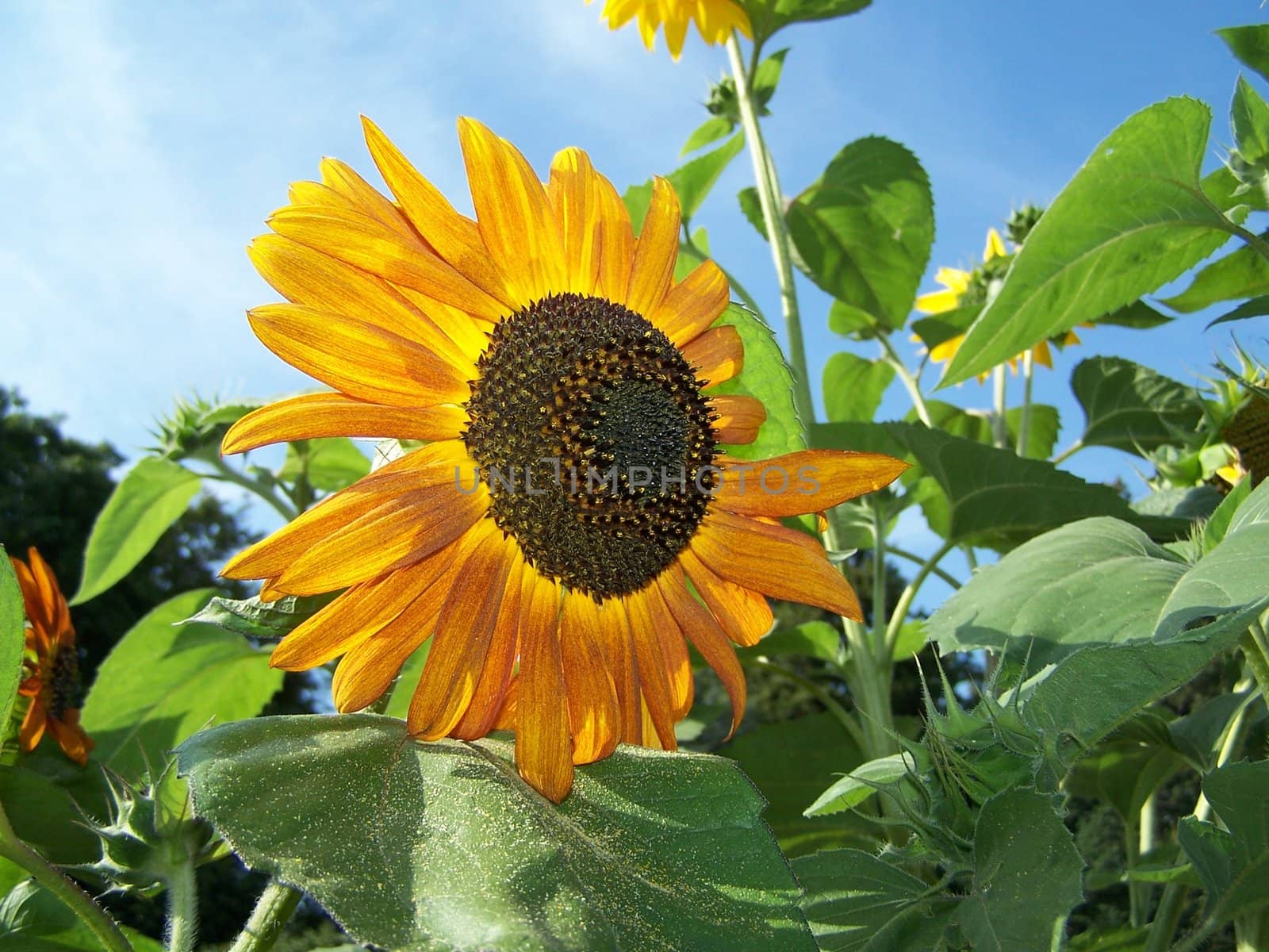 sunflower by alexwhite