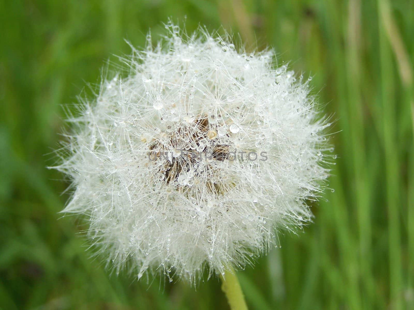 dandelion