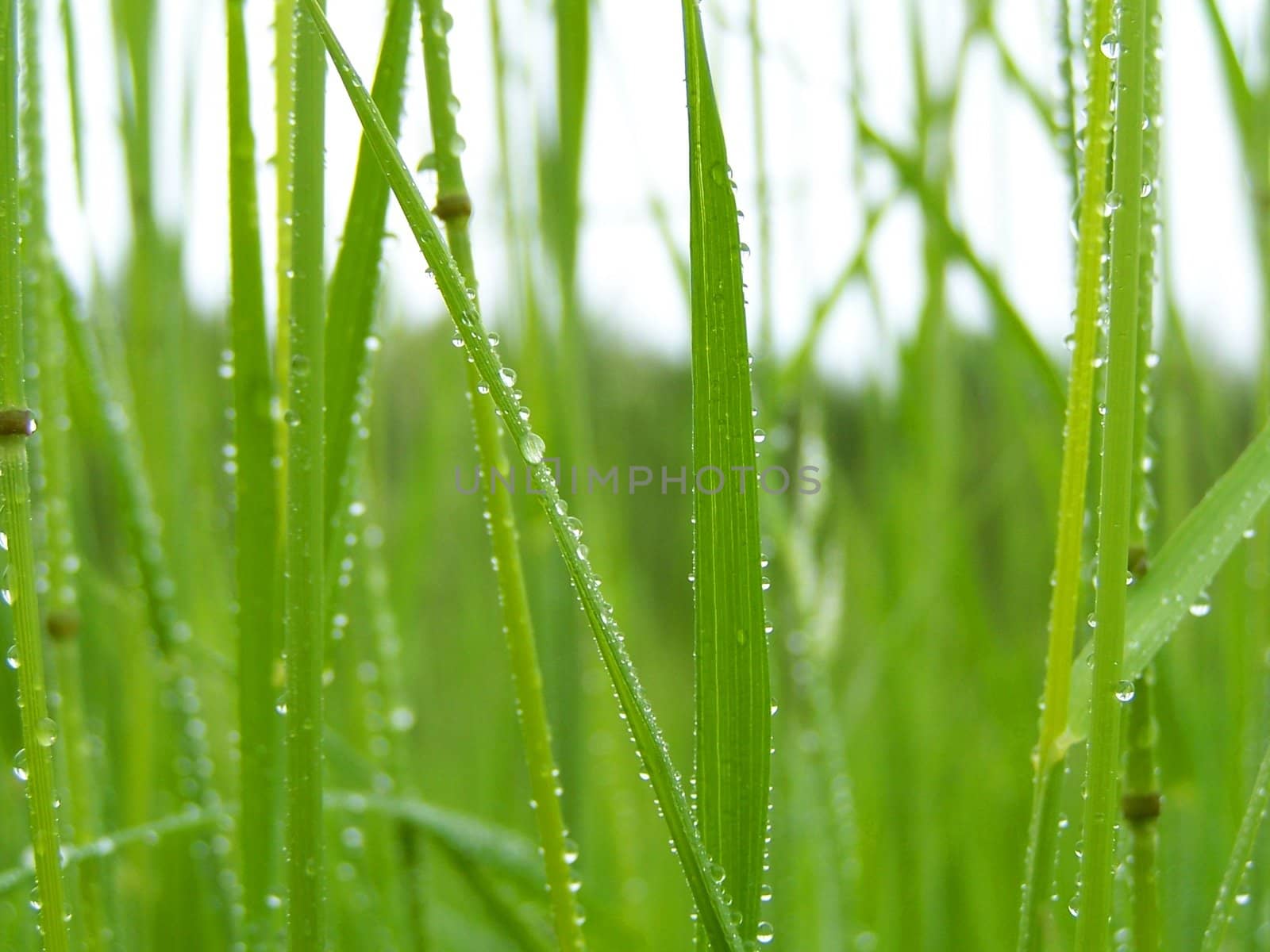 green grass after rain by alexwhite