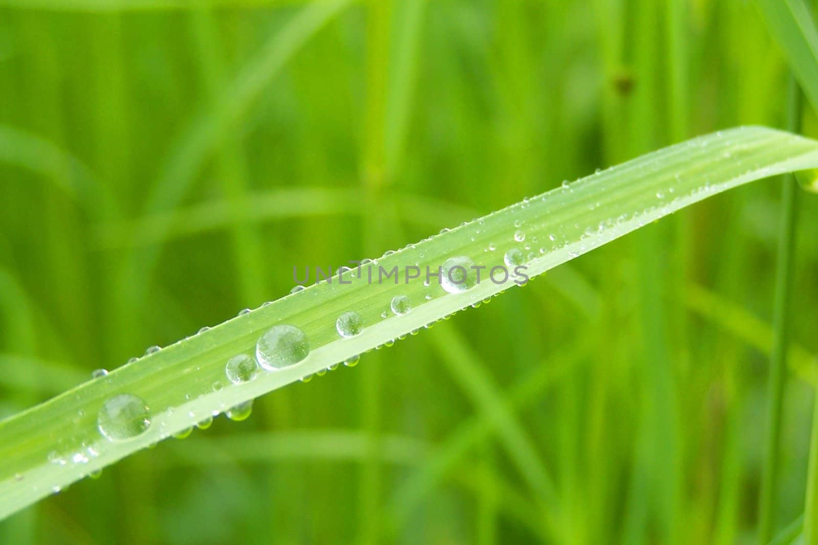 green grass after rain by alexwhite