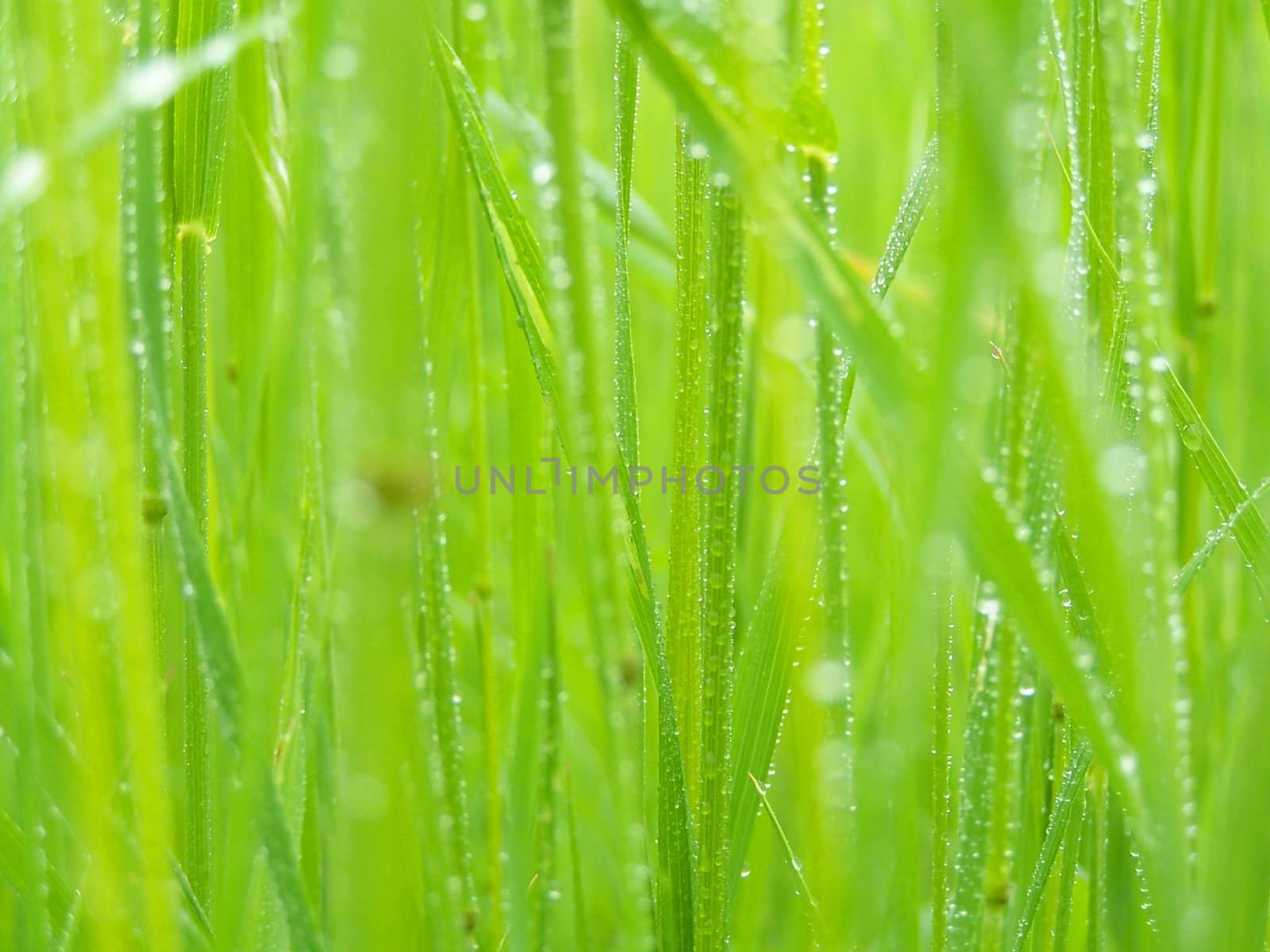 green grass after rain