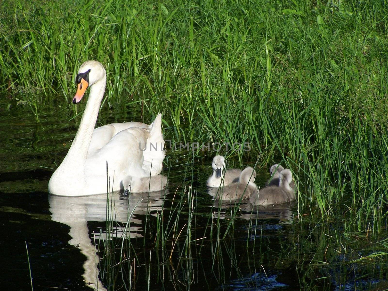 swan family