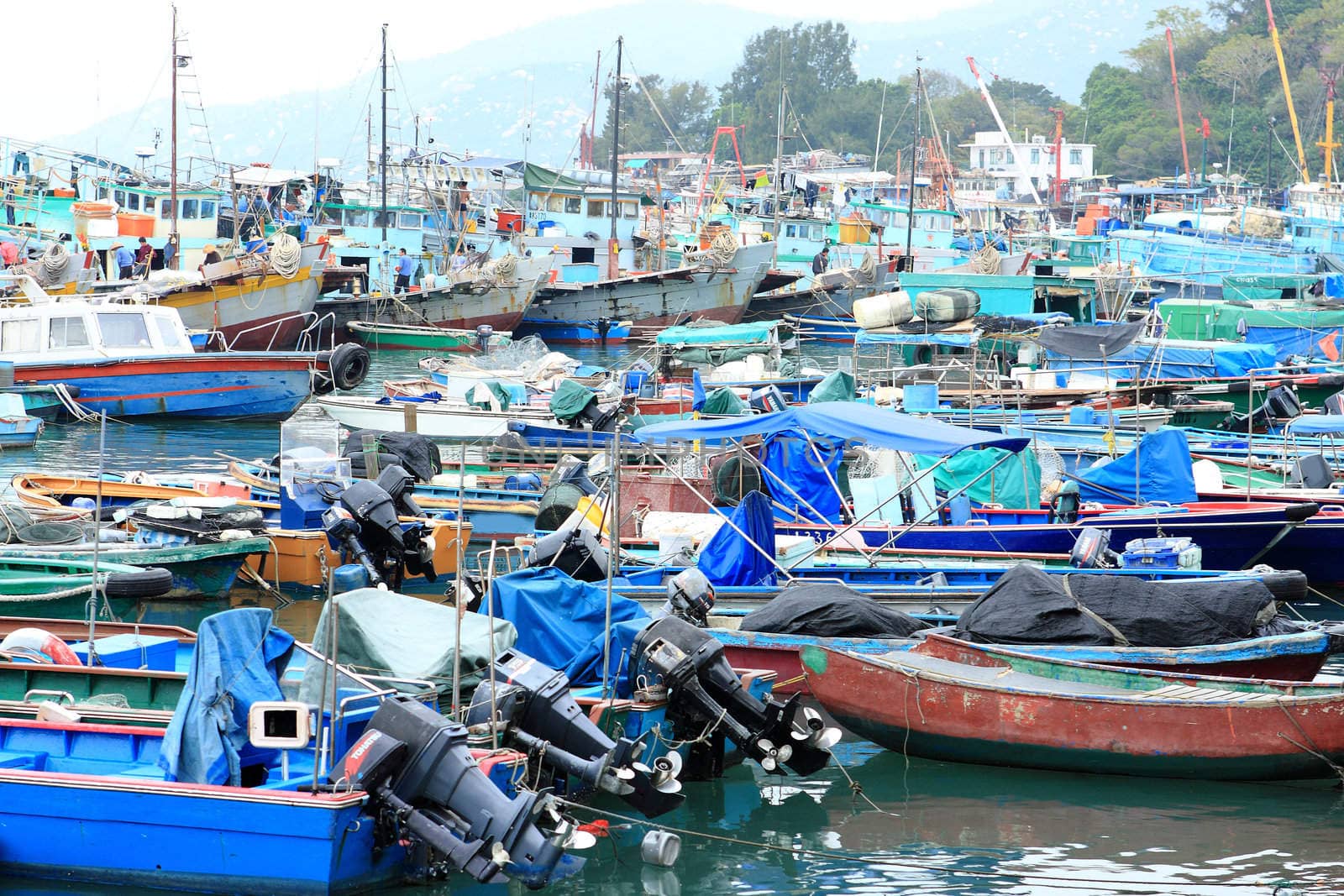many fish boat in dock
