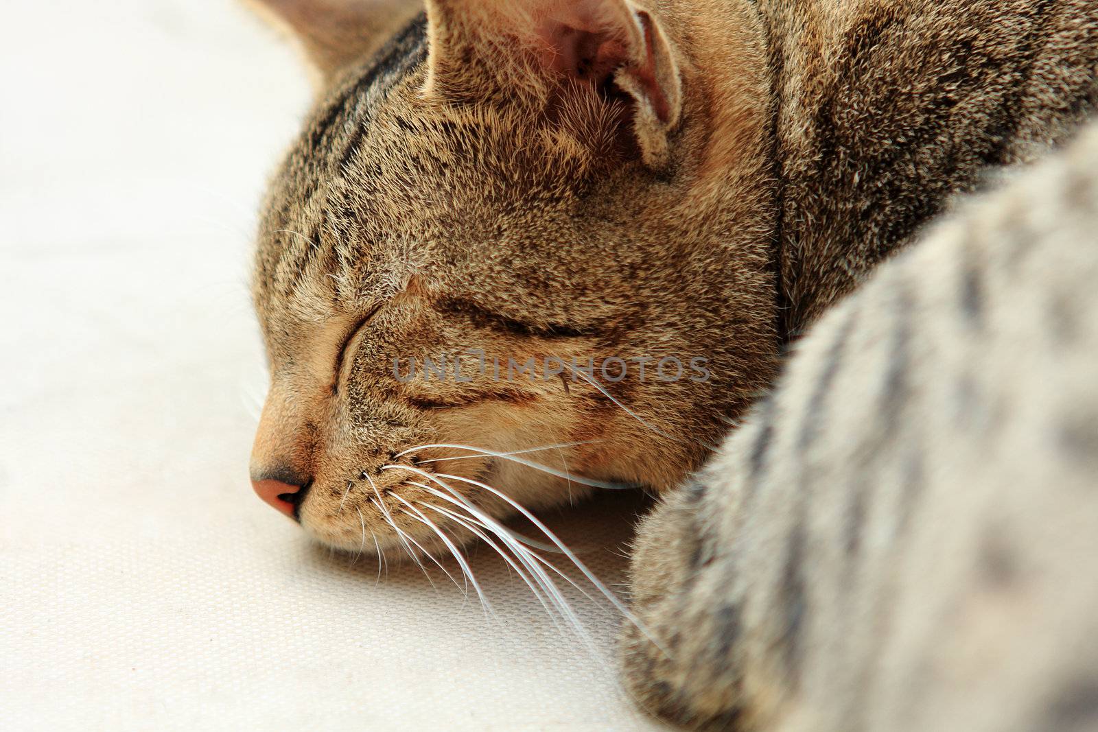 Ginger cat sleeping on bed 
