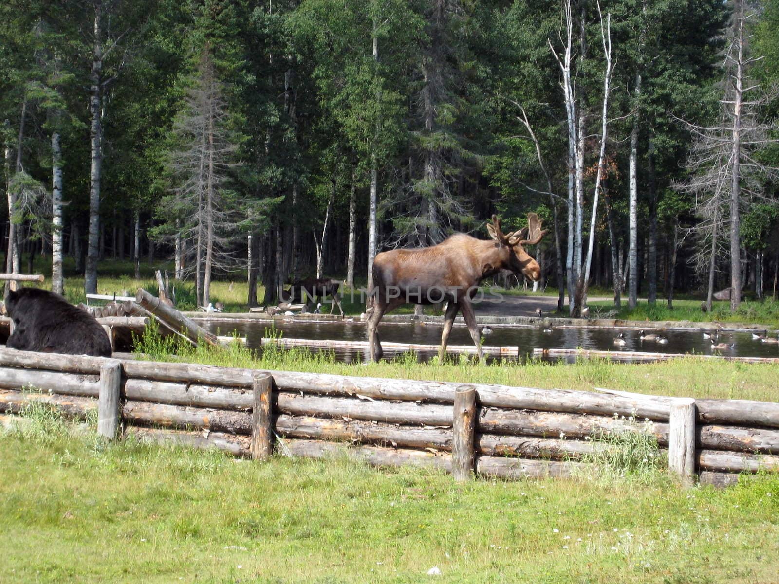 Bull moose in north quebec