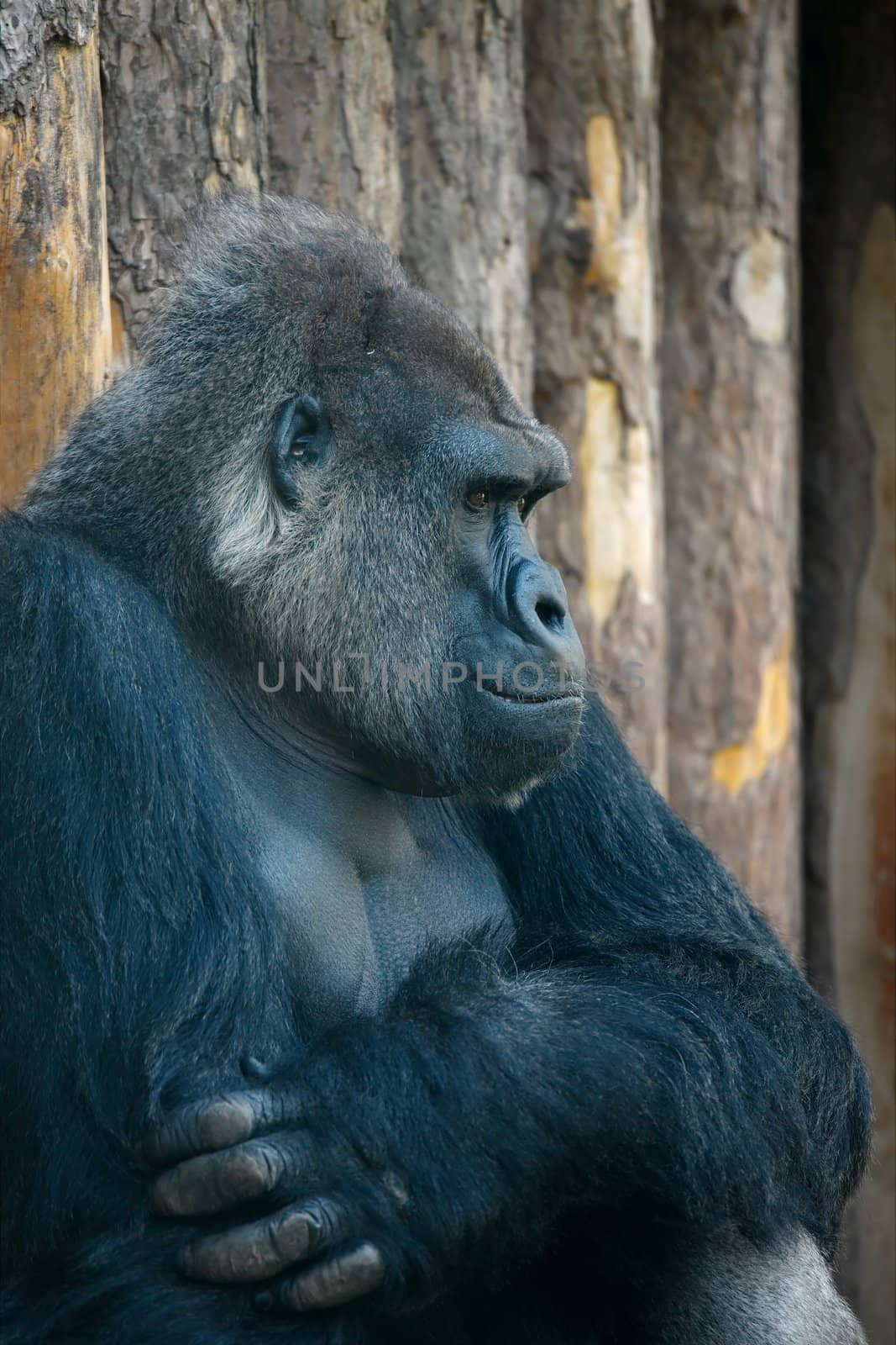 Male, adult gorilla portrait