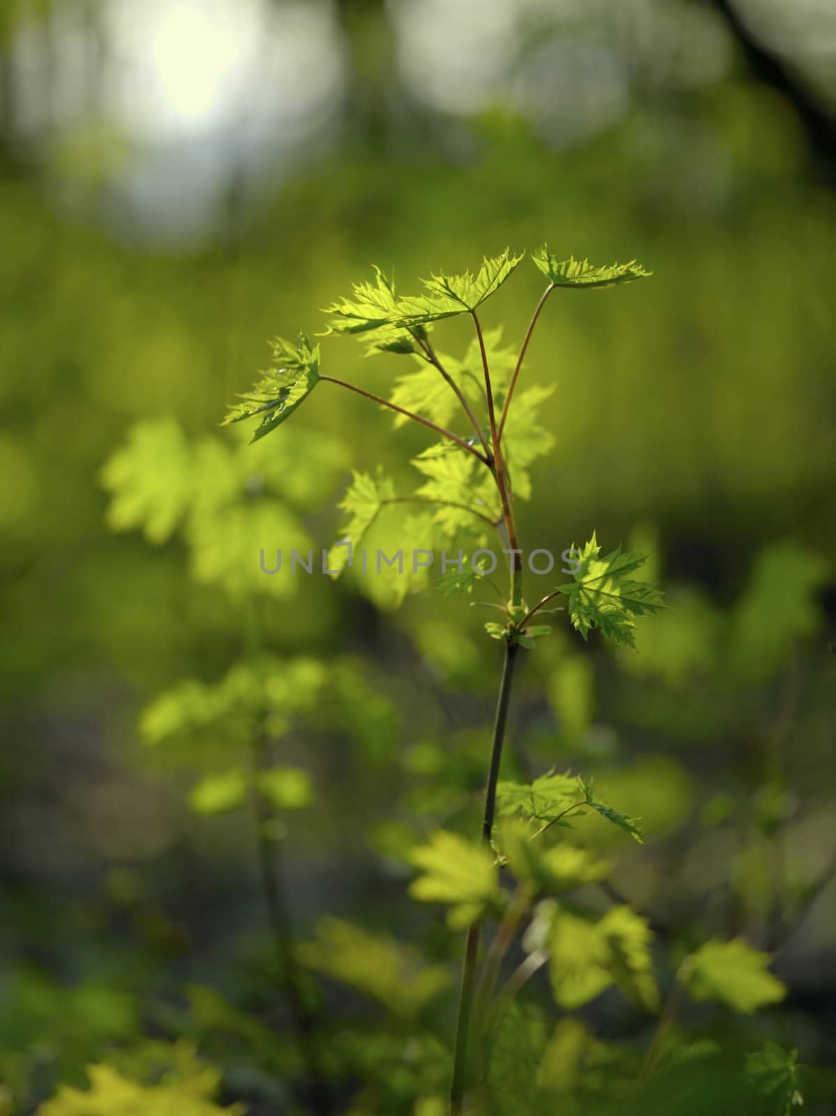 Fresh green plants growing in the woods