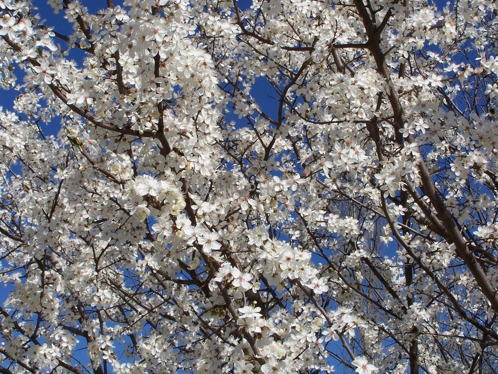 cherry tree in spring