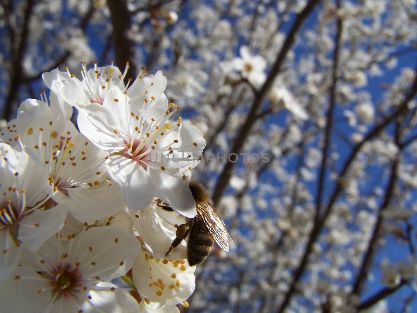 cherry tree in spring