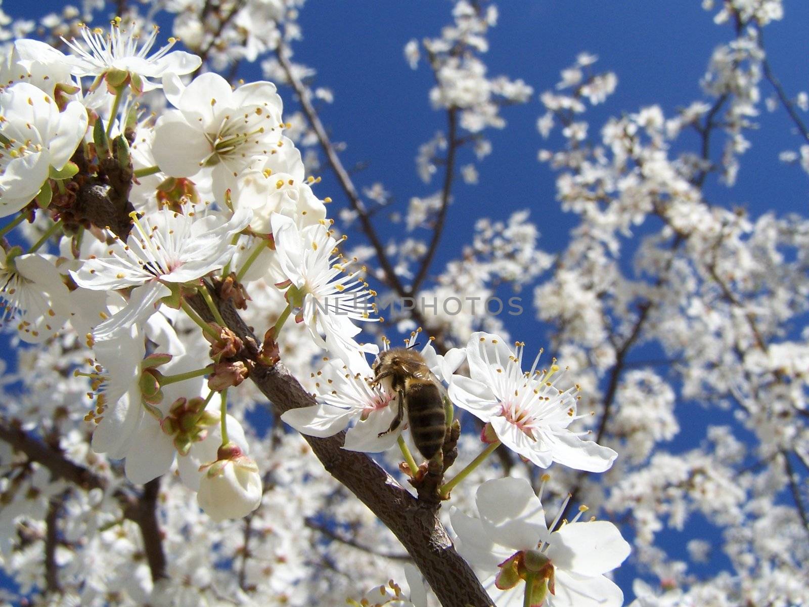 cherry tree in spring by alexwhite